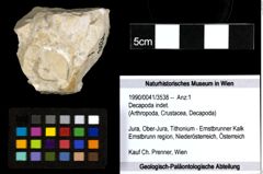 Foto (Objekt + Etiketten) von Decapoda indet. 